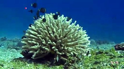 World’s Oceans in Decline