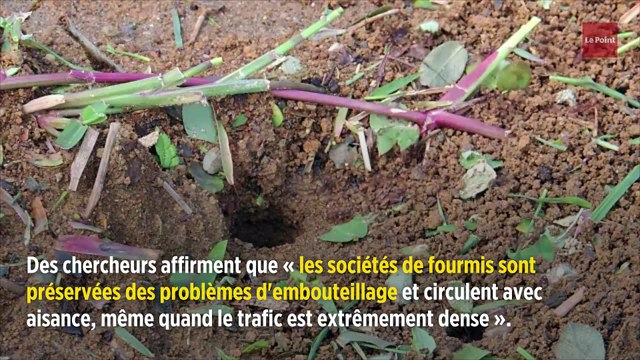 Comment les fourmis parviennent à éviter les embouteillages