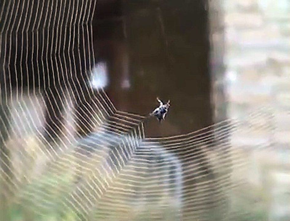‫How spider build a web amazing clip
