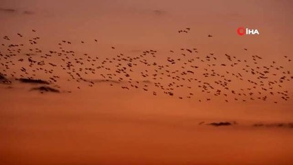 Kuşların gün batımı dansı hayran bıraktı