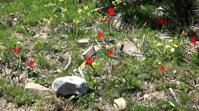 Manisa spil dağı, sonbaharda bir başka güzel