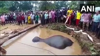 கிணற்றில் விழுந்த யானை! தூக்கி நிறுத்திய பொதுமக்கள்! | Elephant Recovered from well in Odisha  | Tamil News Live | Tamilan Newz