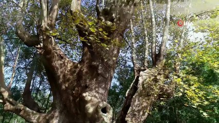 12 asırlık dev çınar