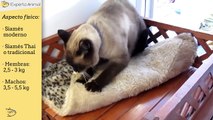 El Gato Siamés - Razas de Gatos