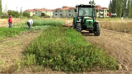 ESOGÜ'de üretilen tıbbi aromatik bitkilerin hasadı yapıldı
