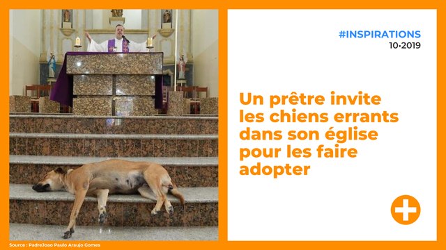 Un prêtre invite les chiens errants dans son église pour les faire adopter