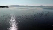 Van Gölü'ndeki flamingoların Afrika göçü başladı - VAN