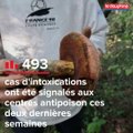 Champignons : les bons gestes pour éviter les intoxications