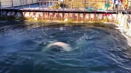 Rus araştırma enstitüsü son 50 beyaz balina serbest bırakılacak