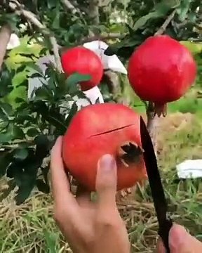 Astuce de tranchage de grenades