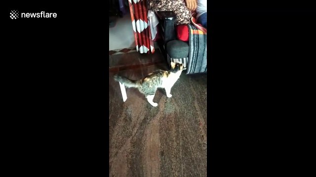 Cat spins itself loopy while chasing a paper tag stuck in its tail