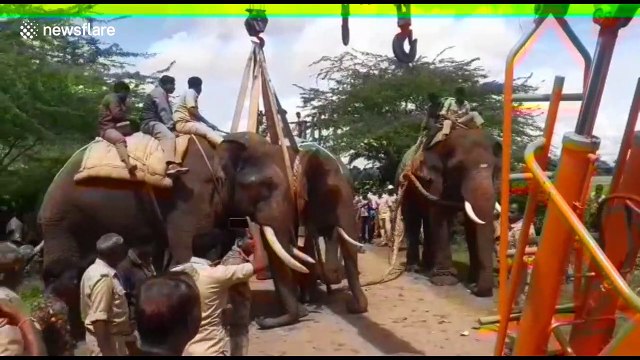 Forest officials capture renegade elephant that terrorised Indian villagers