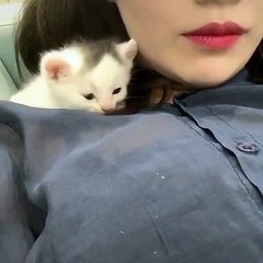 Adorable chaton tète l'oreille de sa maitresse avec beaucoup de tendresse