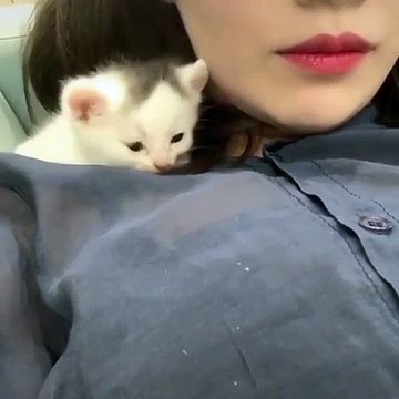 Adorable chaton tète l'oreille de sa maitresse avec beaucoup de tendresse