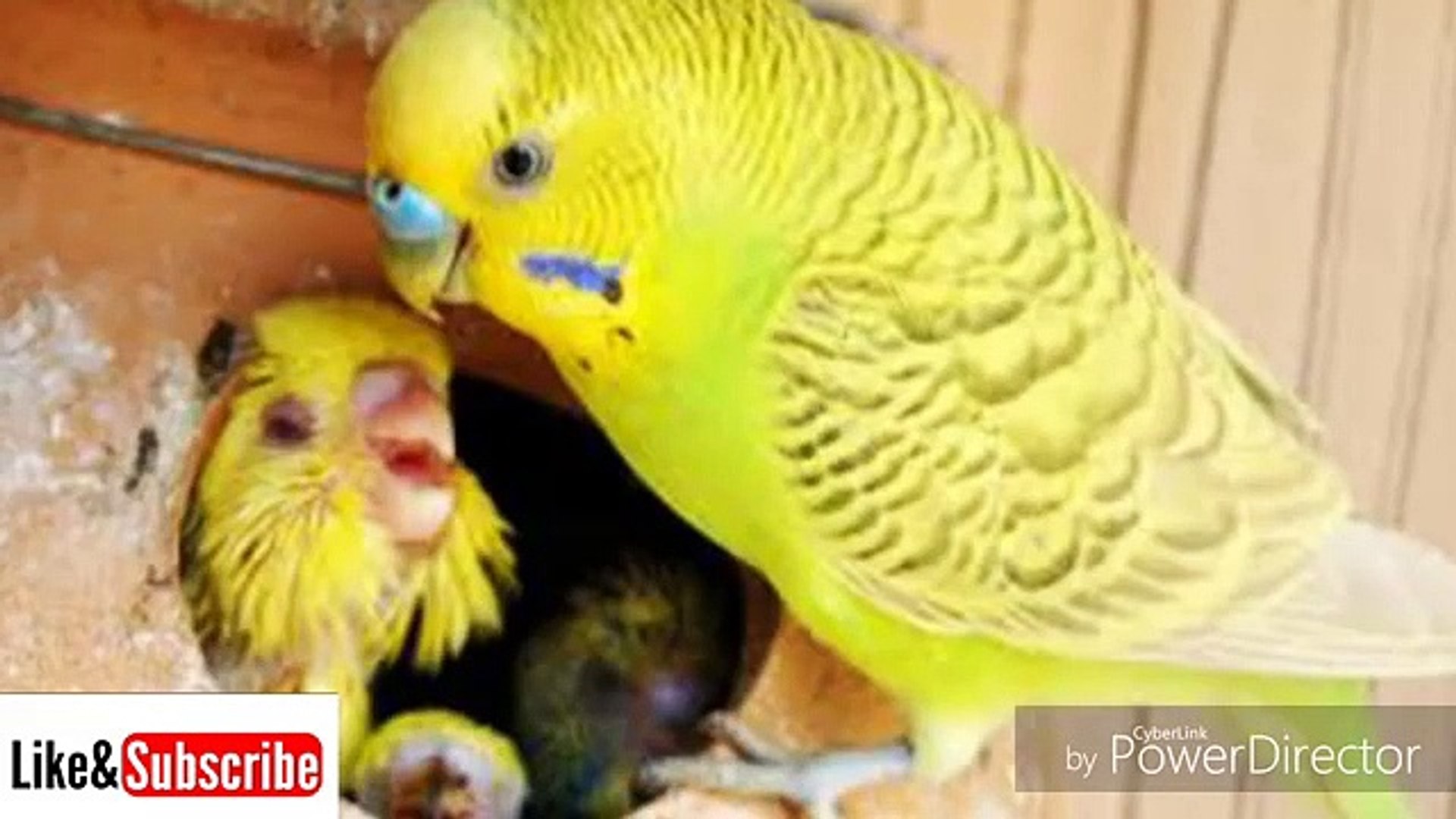 Best Breeding Tips of Australian Parrots Eggs - video Dailymotion