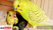 Best Breeding Tips of Australian Parrots Eggs