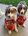 Pour Halloween, ces chiens ramassent un max de friandises, mais c'est leur déguisement qui remporte la palme