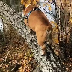 Ce chien est vraiment incroyable, il arrive à monter sur un arbre comme une créature rampante