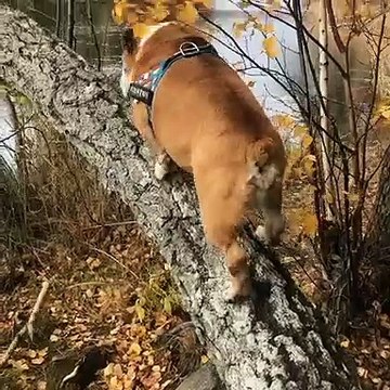 Ce chien est vraiment incroyable, il arrive à monter sur un arbre comme une créature rampante