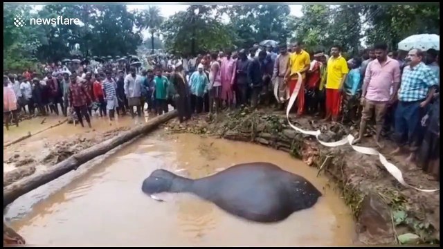 Rescuers save elephant stuck in flooded pit after two-hour operation in eastern India