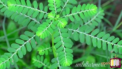 மஞ்சள் காமாலை குணப்படுத்த நீங்கள் செய்யவேண்டியவை.!