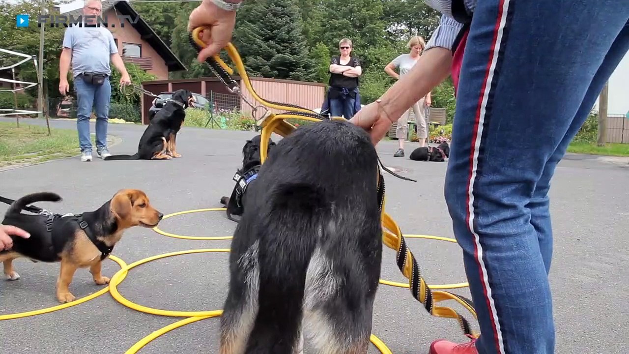 Hundepädagogisches Zentrum – Hunde-Gruppentraining & -Verhaltenskorrektur in Neunkirchen-Seelscheid