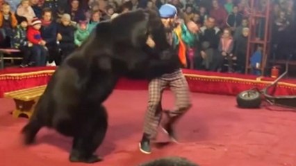 El oso, agotado y cabreado, ataca ferozmente al domador ante los espectadores del circo