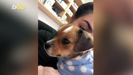 A Puppy That Lost Most of Her Fur is Unrecognizable After Being Rescued and Nursed Back to Health