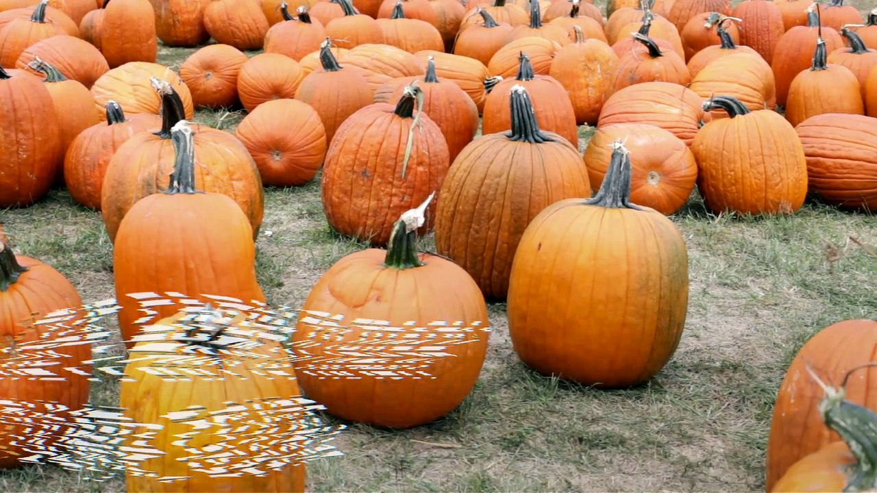Pumpkins: The Farm to Trash Dump Gourd