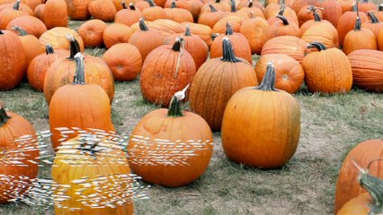 Pumpkins: The Farm to Trash Dump Gourd