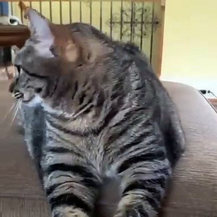 Telle une grande diva; cette chatte repousse les paparazzis. Pas de photos ni de caméra !