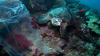 Antalya 'türkiye'deki midye dolmaların yüzde 91'inde mikroplastik var'