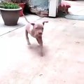 Ce bébé chien à 3 pattes est le plus mignon du monde !!!Une vidéo émouvante et super belle !
