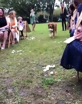 Hilarant, ce gros toutou apporte les alliances au mariage de ses propriétaires !