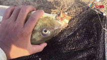 Shallow water fishing - Hunt big carp