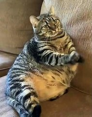 Ça, c'est du gros matou !