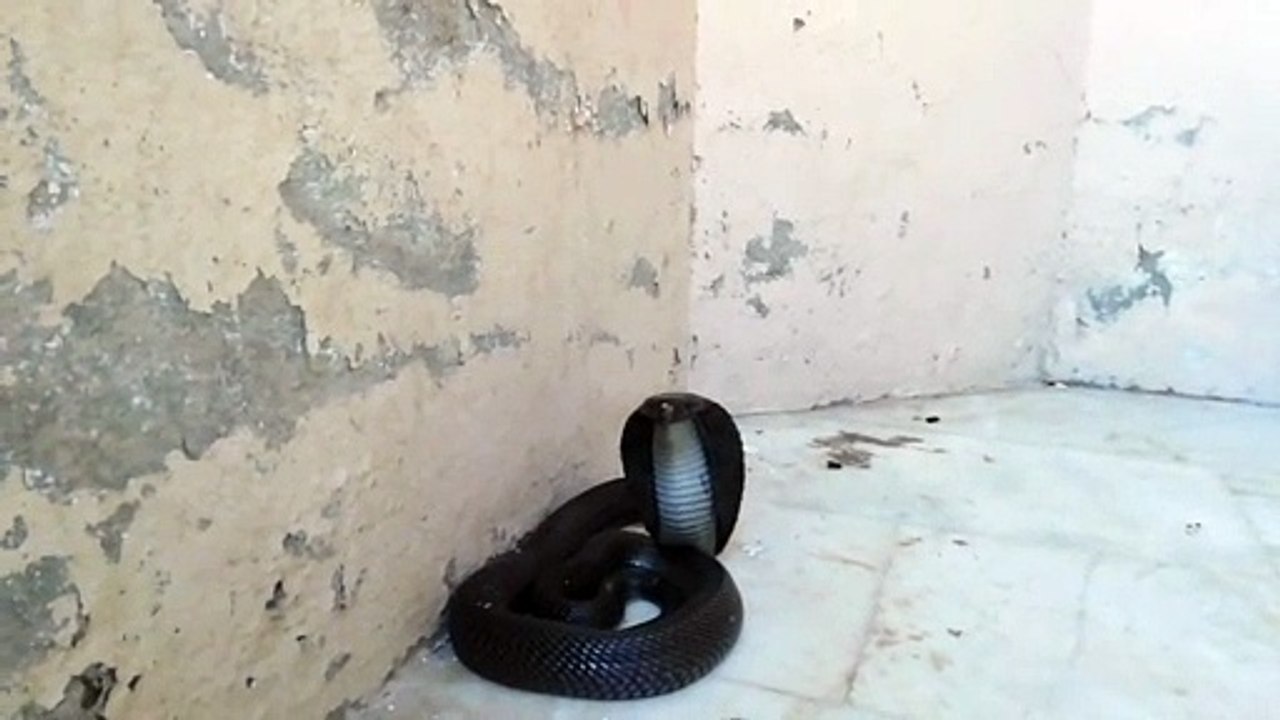 Black asian cobra
