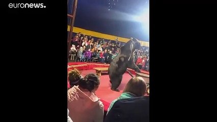 شاهد: لحظة هجوم دب على مدربه خلال عرض في سيرك روسي