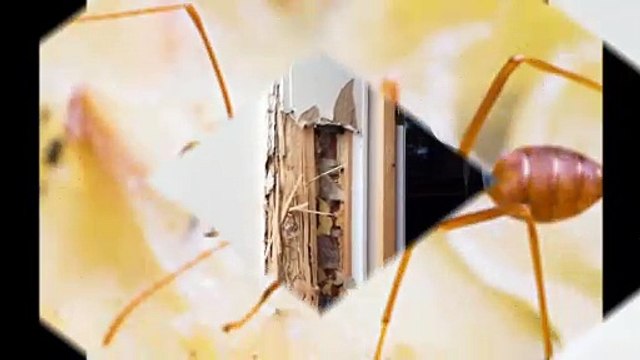 American Allegiance Pest Control - (239) 217-1891