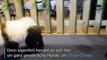 Hunde im Panda-Style