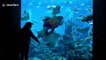 Diver feeding fish at Dubai aquarium gets mobbed by hungry stingrays