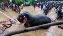 This is the Moment an Entire Village Comes to the Rescue to Save a Trapped Elephant