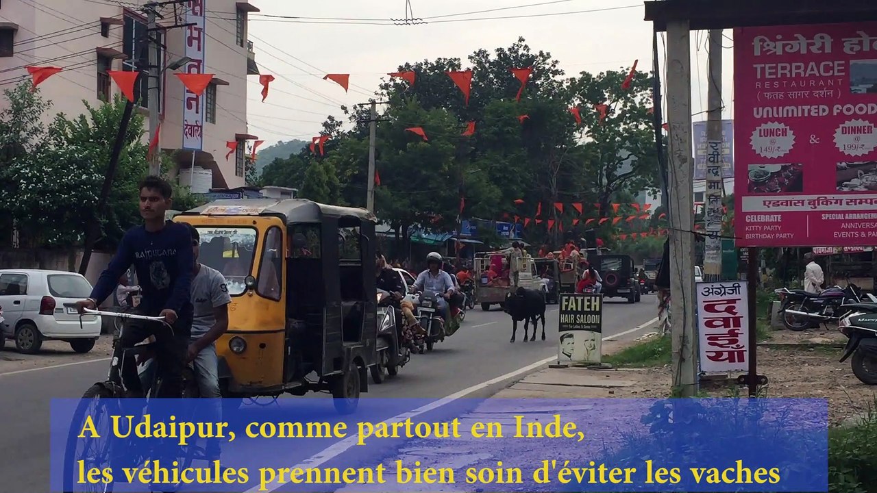 Les vaches, ces animaux si sacrés en Inde