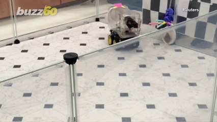 Researchers Use Froot Loops to Teach Rats to Drive Tiny Cars