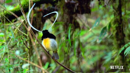 Bailando con los pájaros Película Documental