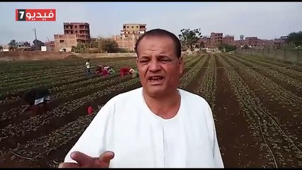 "الخير كتير فى مزارع القليوبية".. "الذهب الأحمر" مصدر دخل المزارعين