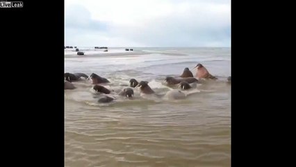 1000 morses s'échouent sur un même banc de sable en Russie !
