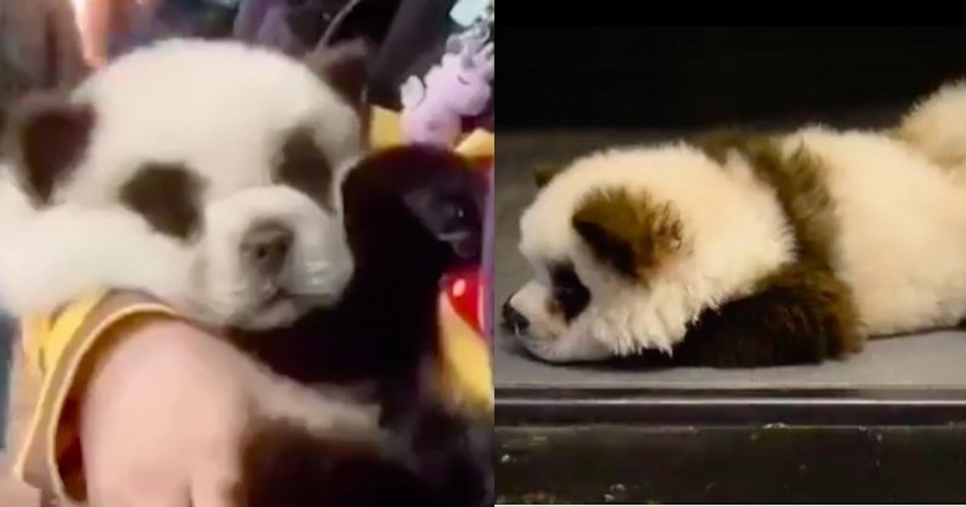 Des chiens de race chow-chow teints en noir et blanc pour ressembler à des pandas dans un café provoque l'indignation en Chine