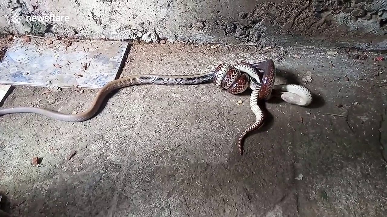 Sunbeam snake eats radiated rat snake in Thailand