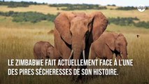 Terrible sécheresse au Zimbabwe : 55 éléphants meurent de faim